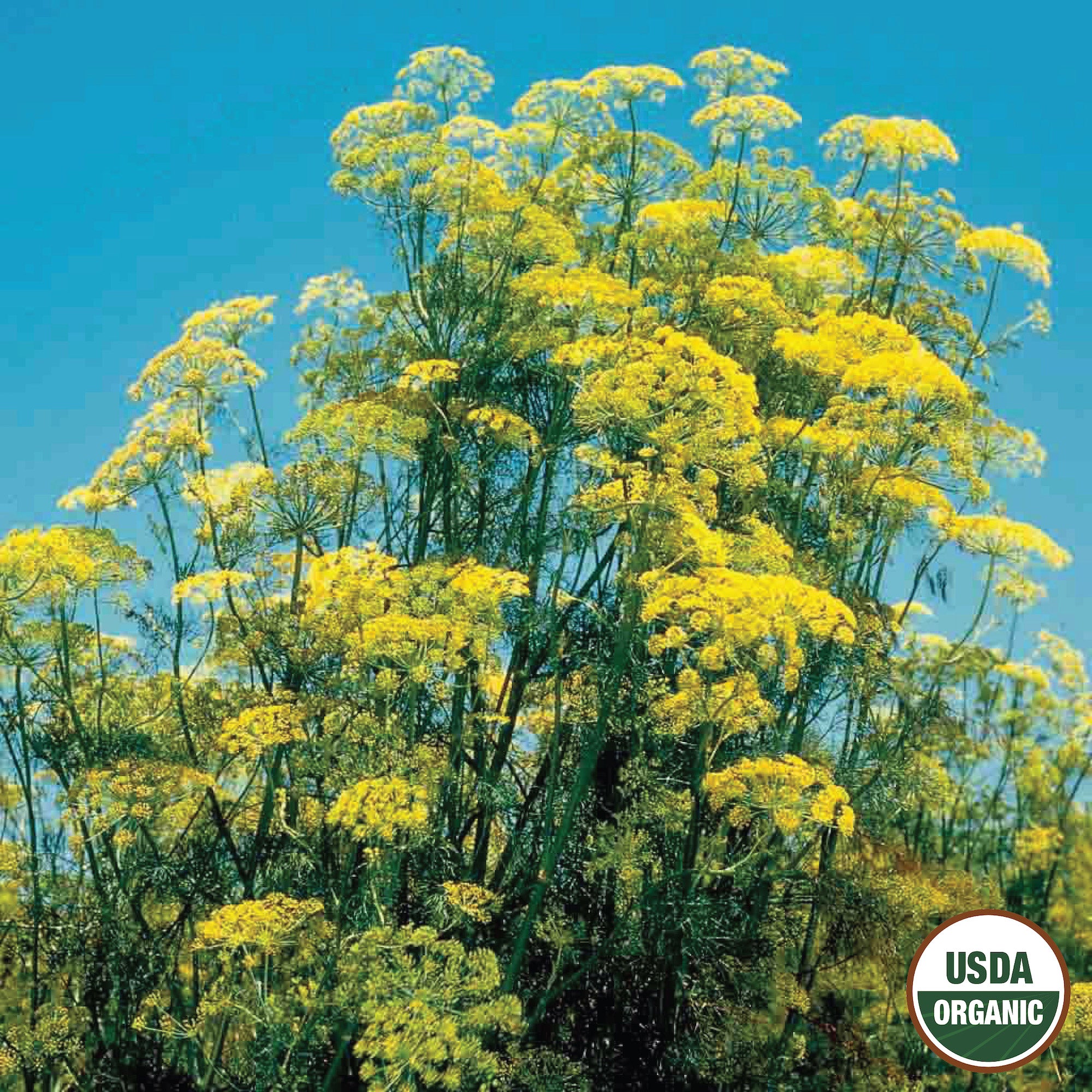 An image displaying a lush green plant with tall stalks and yellow flowers, marked with a USDA Organic label.